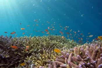 scuba-diving-bora-bora-concierge-activiy scuba-diving-bora-bora-concierge-activiy